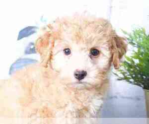 Poodle (Miniature) Puppy for sale in RED LION, PA, USA
