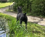 Small Photo #1 Cane Corso Puppy For Sale in MONTGOMERY, AL, USA