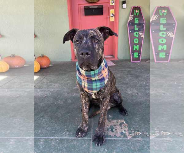 Medium Photo #3 American Pit Bull Terrier-Unknown Mix Puppy For Sale in Yuba City, CA, USA