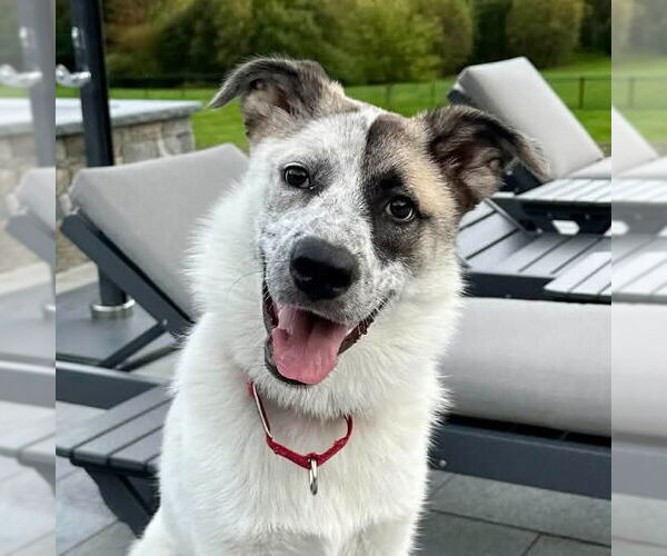 Medium Photo #12 Anatolian Shepherd-Unknown Mix Puppy For Sale in Canton, CT, USA