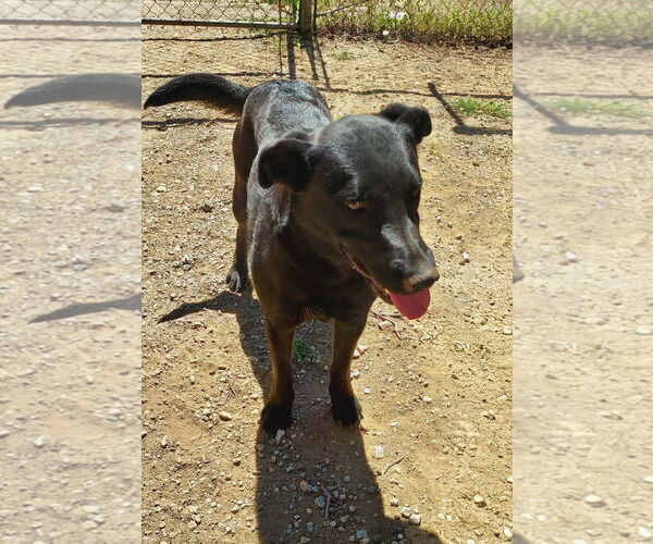 Medium Photo #3 Labrador Retriever-Unknown Mix Puppy For Sale in San Diego, CA, USA