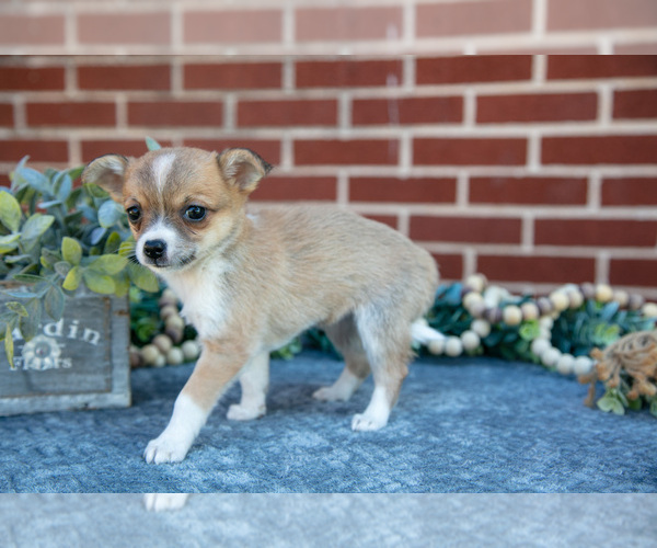 Medium Photo #4 Chihuahua Puppy For Sale in NEW HOLLAND, PA, USA