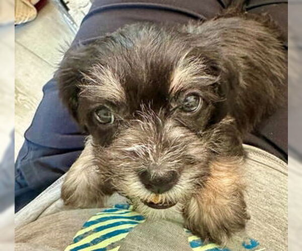 Medium Photo #1 Chihuahua-Unknown Mix Puppy For Sale in Fremont, CA, USA
