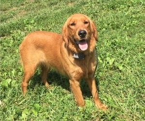 Golden Retriever Dog for Adoption in SONORA, Kentucky USA