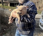 Small Photo #51 French Bullhuahua Puppy For Sale in SPRAGGS, PA, USA