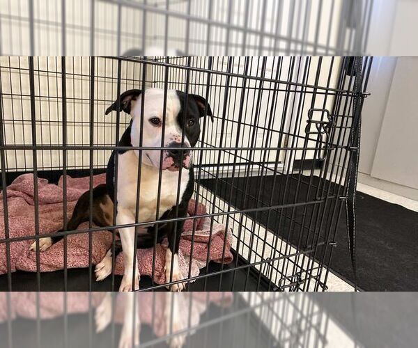 Medium Photo #3 Mutt Puppy For Sale in Lewistown, PA, USA