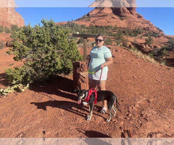 Medium Photo #2 Catahoula Leopard Dog-Greyhound Mix Puppy For Sale in Chandler, AZ, USA