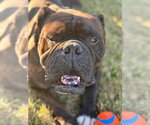 Small Photo #14 Bulldog Puppy For Sale in Oak Bluffs, MA, USA