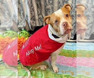American Pit Bull Terrier Dogs for adoption in Brewster, MA, USA
