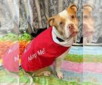 Small American Pit Bull Terrier