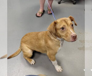 Hayden - Female Mutt Dog for Adoption - Photo #3