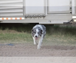 Mother of the Border Collie puppies born on 01/31/2024