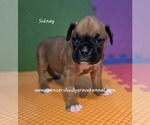 Small #4 Boxer