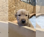 Small Photo #27 Labrador Retriever Puppy For Sale in LITTLE ROCK, AR, USA
