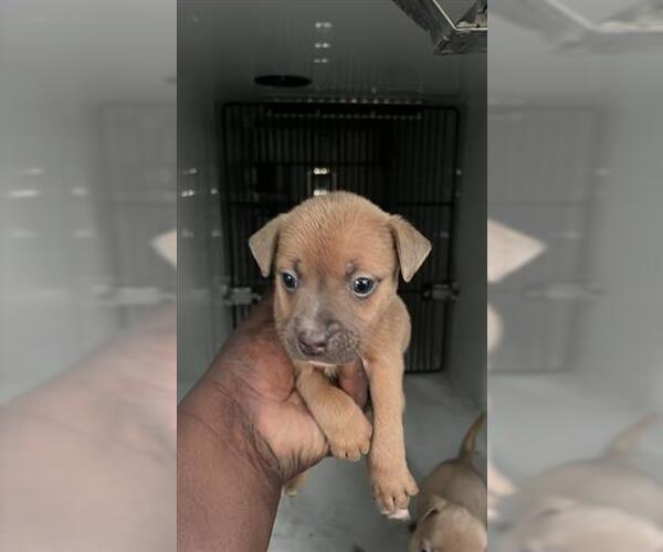 Medium Photo #1 Labrador Retriever-Unknown Mix Puppy For Sale in Houston, TX, USA