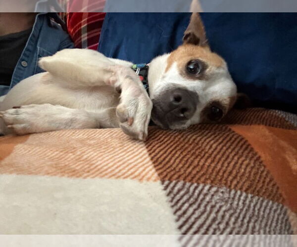Medium Photo #2 Chihuahua-Unknown Mix Puppy For Sale in Salt Lake City, UT, USA