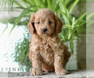 Cavapoo (Miniature) Puppy for sale in PARADISE, PA, USA