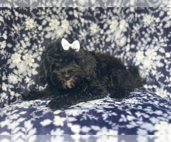 Medium Photo #6 ShihPoo Puppy For Sale in LAKELAND, FL, USA