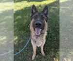 Small German Shepherd Dog