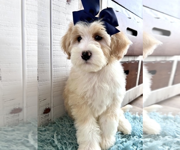 Medium Photo #1 Bernedoodle (Miniature) Puppy For Sale in LEWISVILLE, NC, USA