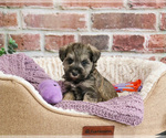 Small #11 Schnauzer (Miniature)