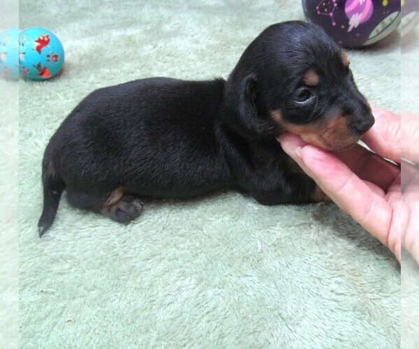 Medium Photo #2 Dachshund Puppy For Sale in RATTAN, OK, USA
