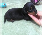 Small #1 Dachshund