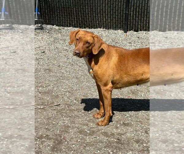 Medium Photo #1 Labrador Retriever-Unknown Mix Puppy For Sale in Elmsford, NY, USA