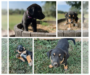 Australian Cattle Dog-Labrador Retriever Mix Litter for sale in MONTEREY, TN, USA