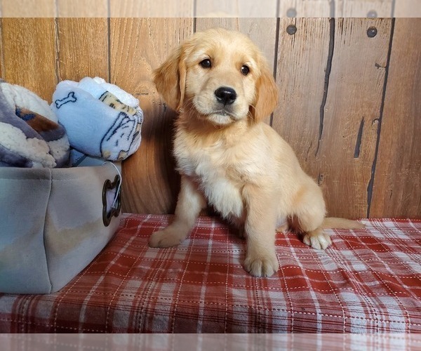 Medium Photo #6 Golden Retriever Puppy For Sale in COLORADO SPRINGS, CO, USA