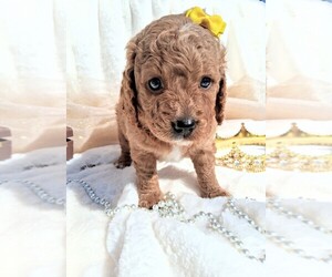 Medium Goldendoodle (Miniature)