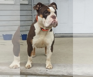 Mother of the Olde English Bulldogge puppies born on 10/26/2019