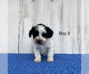 Schnoodle (Miniature) Puppy for sale in EL CAMPO, TX, USA