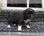Small Photo #13 Miniature American Shepherd Puppy For Sale in DAWSON, GA, USA