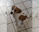 Small #2 Mutt