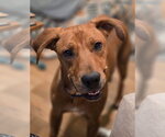 Small Photo #3 Rhodesian Ridgeback-Unknown Mix Puppy For Sale in Claremore, OK, USA