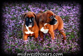 Boxer Puppy for sale in BARNARD, MO, USA