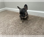 Small Photo #5 French Bulldog Puppy For Sale in FAIRBURN, GA, USA