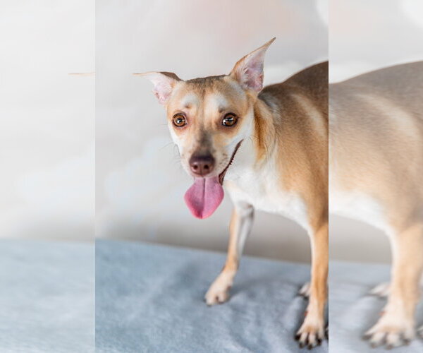 Medium Photo #2 Mutt Puppy For Sale in Pasadena, CA, USA