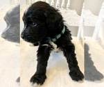 Small Photo #29 Bernedoodle Puppy For Sale in WALNUT GROVE, MO, USA