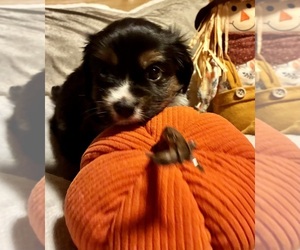 Aussalier Puppy for sale in PICAYUNE, MS, USA