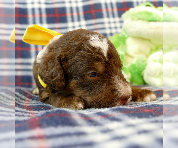 Medium Photo #7 Bernedoodle Puppy For Sale in ROY, UT, USA