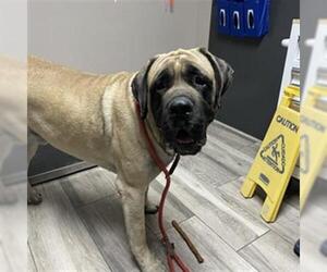 Doubull-Mastiff Dogs for adoption in Redlands, CA, USA
