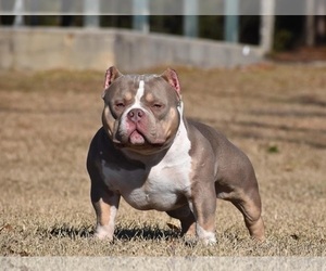 Father of the American Bully puppies born on 05/27/2025