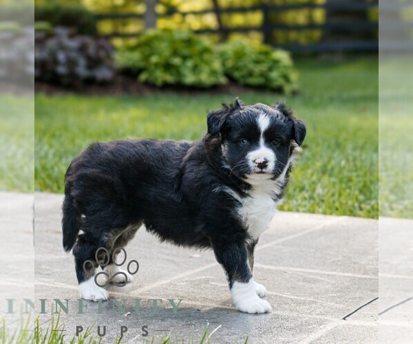 Medium Photo #3 Miniature Australian Shepherd Puppy For Sale in COATESVILLE, PA, USA