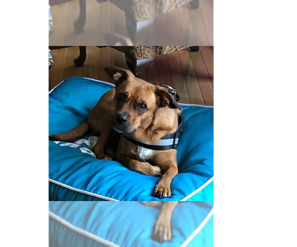 Medium Photo #1 Labrador Retriever Puppy For Sale in New York, NY, USA