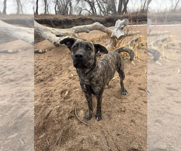 Medium Photo #10 Holland Shepherd-Plott Hound Mix Puppy For Sale in Lakewood, CO, USA