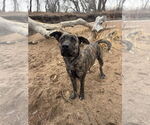 Small #9 Holland Shepherd-Plott Hound Mix