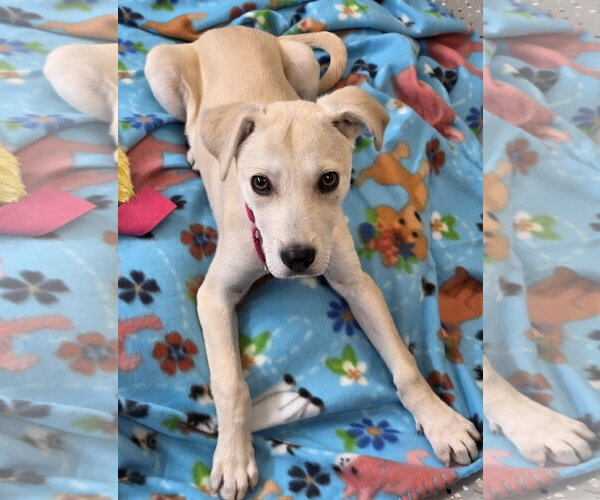 Medium Photo #2 Labrador Retriever-Unknown Mix Puppy For Sale in Greenville, IL, USA