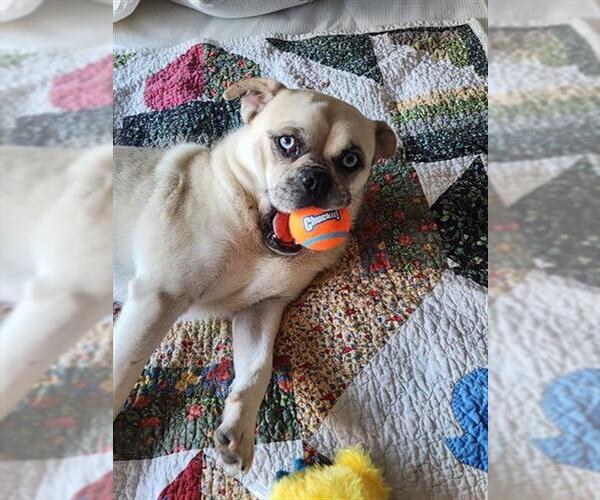 Medium Photo #3 Pug-Siberian Husky Mix Puppy For Sale in San Bernardino, CA, USA